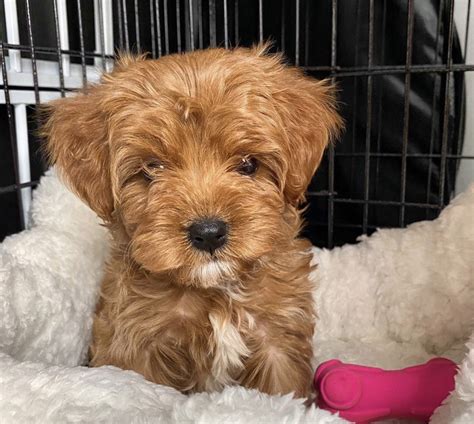 The Havanese was originally bred to be a fantastic companion dog to Cuban aristocracy in the 1800s, and its silky coat, happy-go-lucky personality and people-loving nature have made it one of the world’s most popular breeds. . Puppies for sale miami